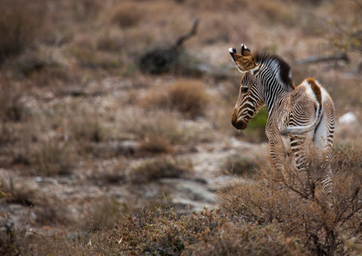 Grevy's Zebra (Equus grevyi) baby, Samburu County, Samburu National Reserve, Kenya