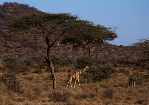 Reticulated giraffe (Giraffa camelopardalis reticulata) in the bush, Samburu County, Samburu National Reserve, Kenya