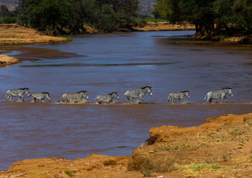 Grevy's Zebras (Equus grevyi) crossing a river in line, Samburu County, Samburu National Reserve, Kenya