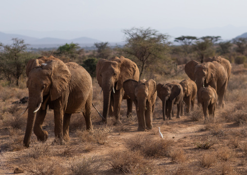 Herd of elephants (Loxodonta africana) with babies, Samburu County, Samburu National Reserve, Kenya