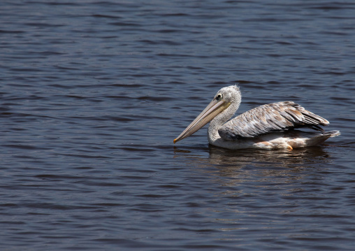 Great White Pelican (Pelecanus onocrotalus) in a lake, Rift Valley Province, Nakuru, Kenya