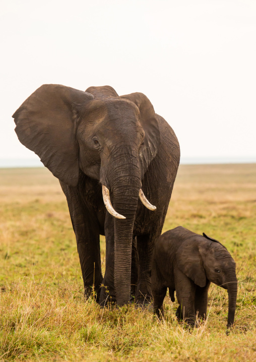 Elephants (Loxodonta africana), Rift Valley Province, Maasai Mara, Kenya