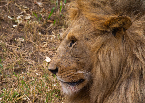 Lion head, Rift Valley Province, Maasai Mara, Kenya