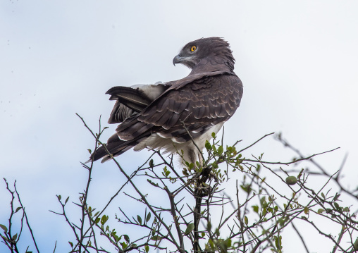 Martial eagle (Polemaetus bellicosus), Rift Valley Province, Maasai Mara, Kenya