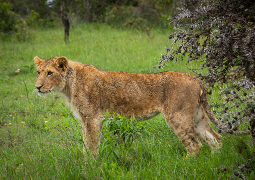 Side view of a lion hunting, Samburu County, Samburu National Reserve, Kenya