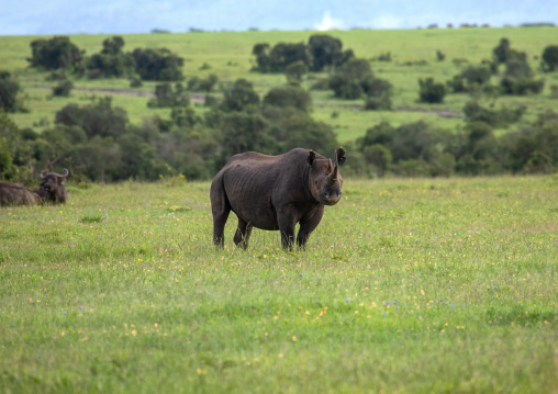 Black rhinos (diceros bicornis) in green grass after rain, Samburu County, Samburu National Reserve, Kenya