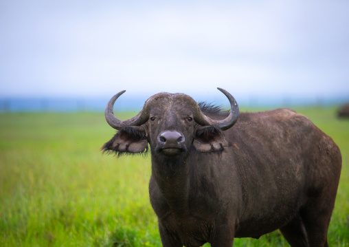 African buffalo (Syncerus caffer), Samburu County, Samburu National Reserve, Kenya