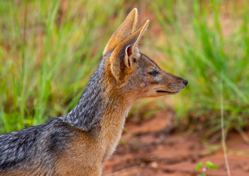 Side view of a black-backed jackal (silver-backed jackal), Samburu County, Samburu National Reserve, Kenya