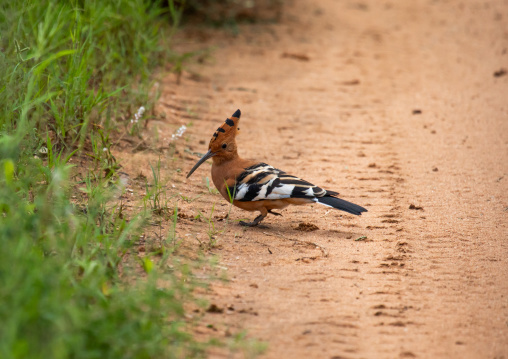 Eurasian Hoopoe on a road
, Samburu County, Samburu National Reserve, Kenya