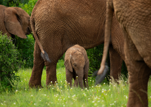 Elephant mother with her baby, Samburu County, Samburu National Reserve, Kenya