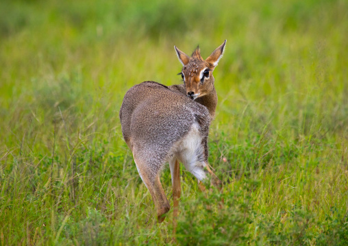 Dik-dik in green grass after rain, Samburu County, Samburu National Reserve, Kenya