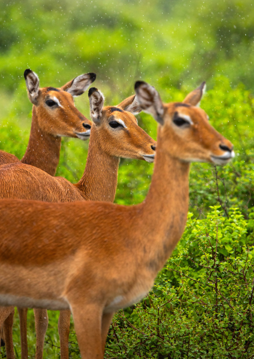 Female Impalas (Aepyceros melampus) in green grass after rain, Samburu County, Samburu National Reserve, Kenya