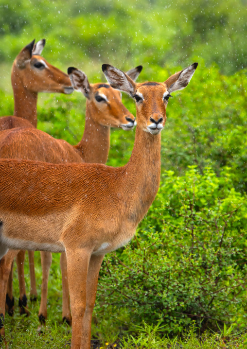 Female Impalas (Aepyceros melampus) in green grass after rain, Samburu County, Samburu National Reserve, Kenya