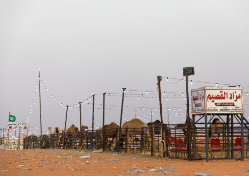 King Abdul Aziz Camel Festival, Riyadh Province, Rimah, Saudi Arabia