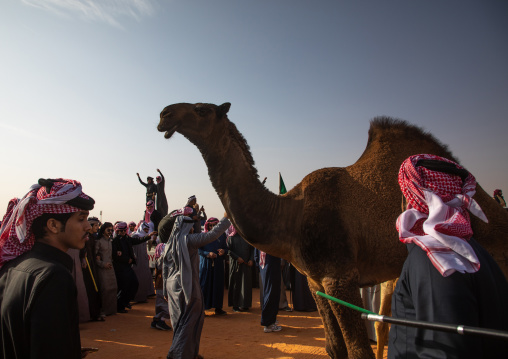 King Abdul Aziz Camel Festival, Riyadh Province, Rimah, Saudi Arabia