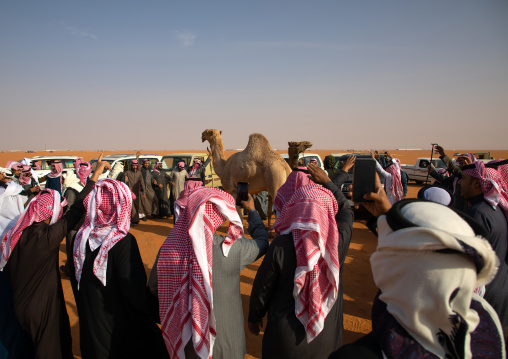 Saudi men following camels with their cars during King Abdul Aziz Camel Festival, Riyadh Province, Rimah, Saudi Arabia