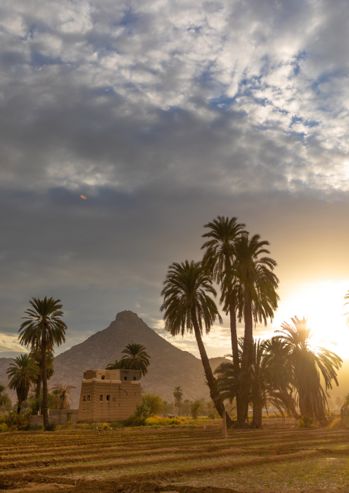 Traditional old mud house with palm trees, Najran Province, Najran, Saudi Arabia