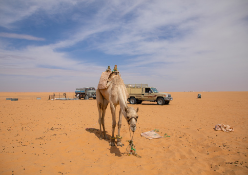 Camel farm in Rub al Khali desert, Najran Province, Thar, Saudi Arabia