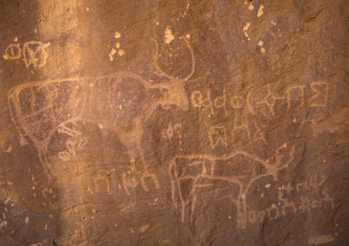 Petroglyphs on a rock depicting cows, Najran Province, Thar, Saudi Arabia