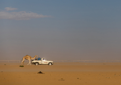 Training for camel racing in the Rub' al Khali empty quarter desert, Najran Province, Hubuna, Saudi Arabia