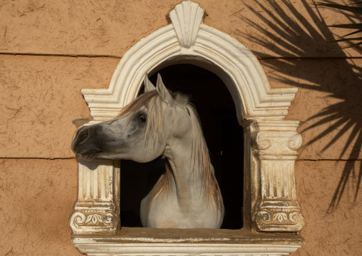 Arabian horse in Alhazm stud paddock, Najran Province, Khubash, Saudi Arabia