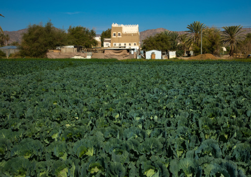 Traditional old mud house with its farm, Najran Province, Najran, Saudi Arabia