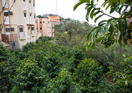 Coffee and khat plantation in Al Kawbaa farm, Jizan Province, Faifa Mountains, Saudi Arabia