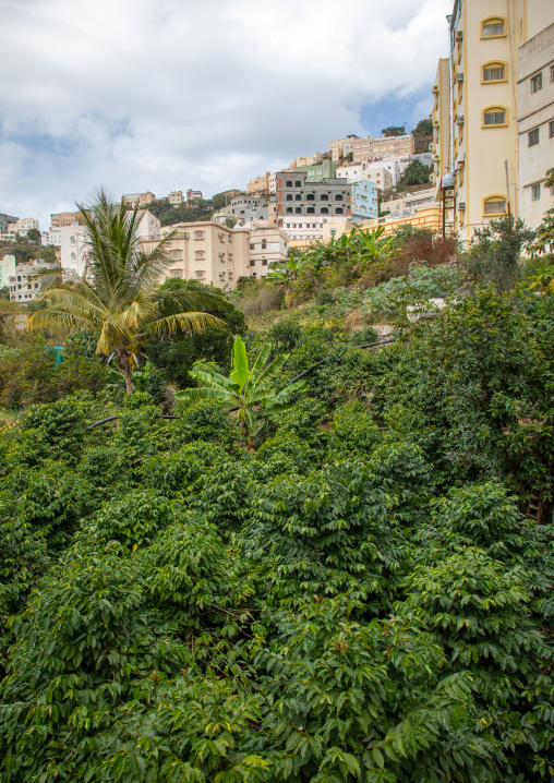 Coffee and khat plantation in Al Kawbaa farm, Jizan Province, Faifa Mountains, Saudi Arabia