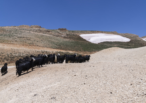 Goats in the mountain with remaings of snow, North Governorate, Daher el Kadib, Lebanon