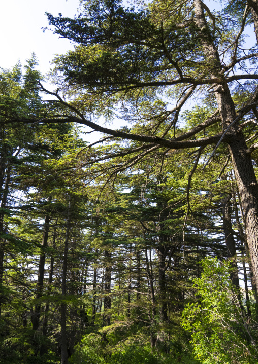 Tannourine Cedar Forest Nature Reserve, Governorate of North Lebanon, Tannourine, Lebanon