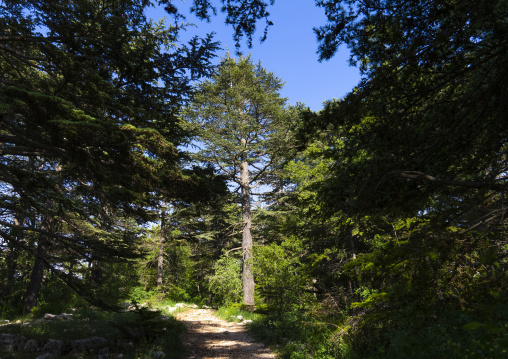 Tannourine Cedar Forest Nature Reserve, Governorate of North Lebanon, Tannourine, Lebanon