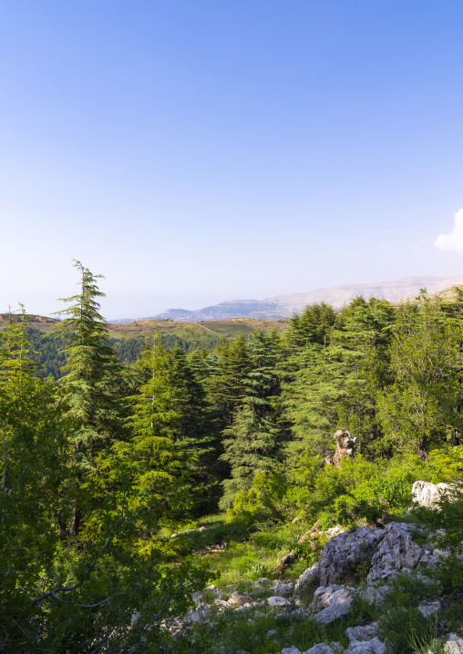 Tannourine Cedar Forest Nature Reserve, Governorate of North Lebanon, Tannourine, Lebanon