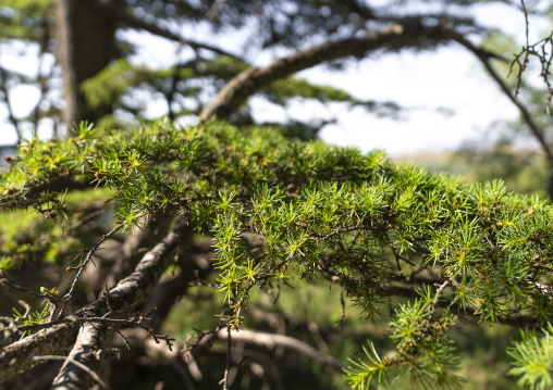 Tannourine Cedar Forest Nature Reserve, Governorate of North Lebanon, Tannourine, Lebanon