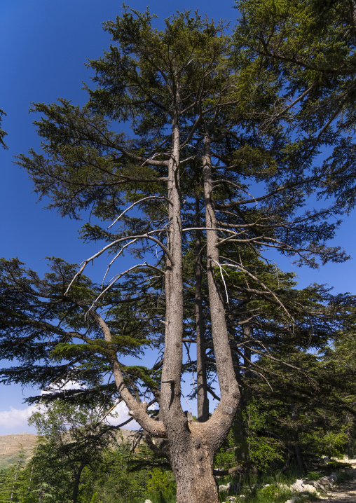 Tannourine Cedar Forest Nature Reserve, Governorate of North Lebanon, Tannourine, Lebanon