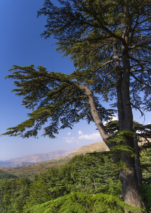 Tannourine Cedar Forest Nature Reserve, Governorate of North Lebanon, Tannourine, Lebanon