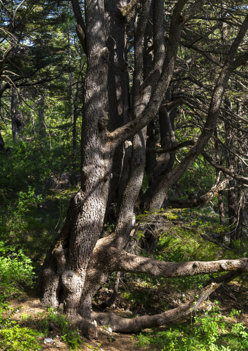 Tannourine Cedar Forest Nature Reserve, Governorate of North Lebanon, Tannourine, Lebanon