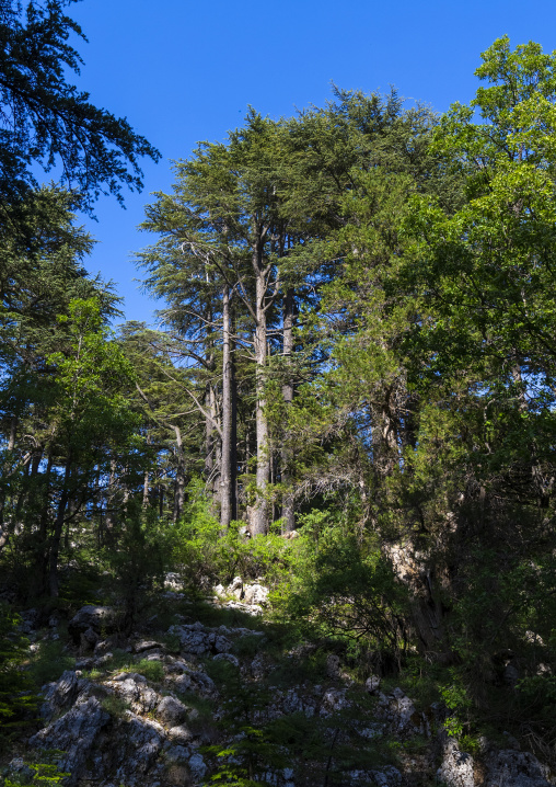 Tannourine Cedar Forest Nature Reserve, Governorate of North Lebanon, Tannourine, Lebanon