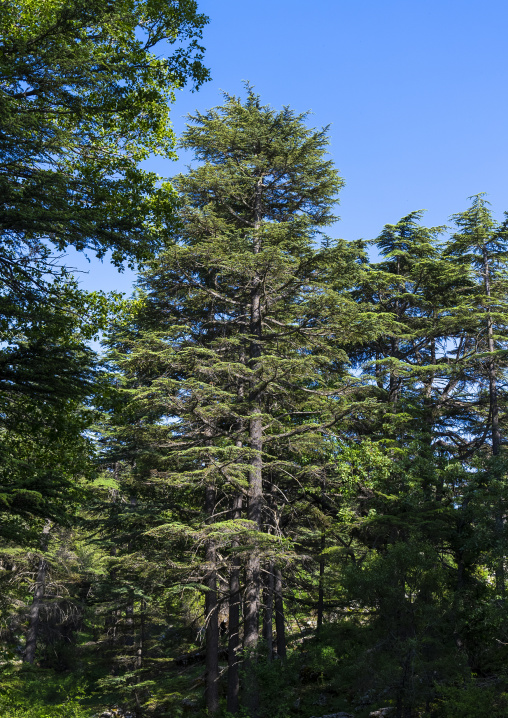 Tannourine Cedar Forest Nature Reserve, Governorate of North Lebanon, Tannourine, Lebanon