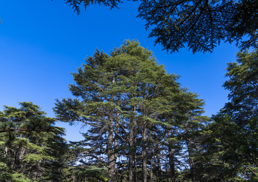 Tannourine Cedar Forest Nature Reserve, Governorate of North Lebanon, Tannourine, Lebanon