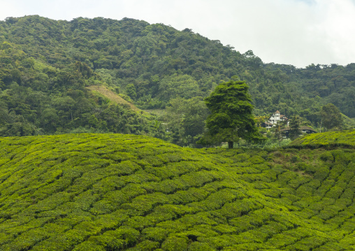 Tea plantations landscape, Pahang, Cameron Highlands, Malaysia