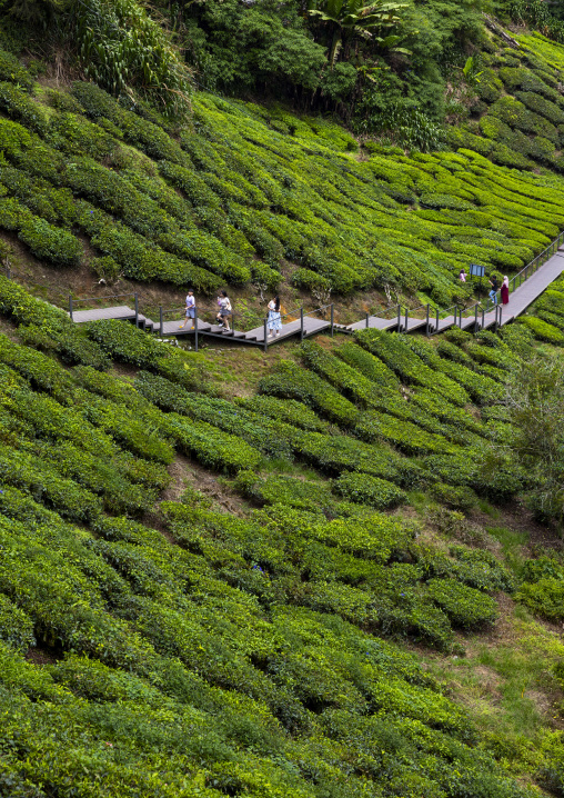 Tea plantations landscape, Pahang, Cameron Highlands, Malaysia