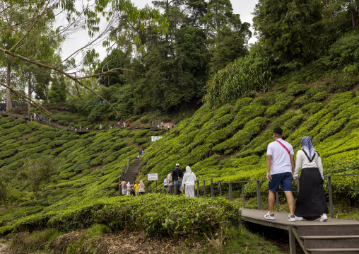 Tourists in Boh tea center, Pahang, Cameron Highlands, Malaysia