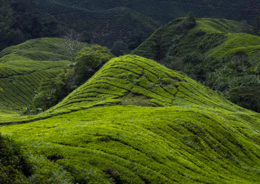 Tea plantations landscape, Pahang, Cameron Highlands, Malaysia