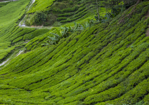 Tea plantations landscape, Pahang, Cameron Highlands, Malaysia