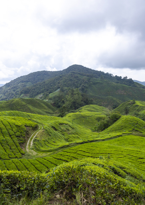 Tea plantations landscape, Pahang, Cameron Highlands, Malaysia