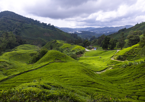 Tea plantations landscape, Pahang, Cameron Highlands, Malaysia