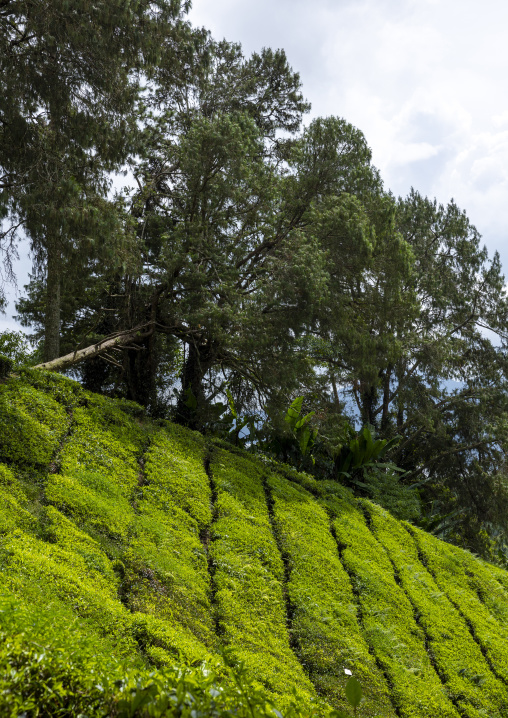 Tea plantations landscape, Pahang, Cameron Highlands, Malaysia