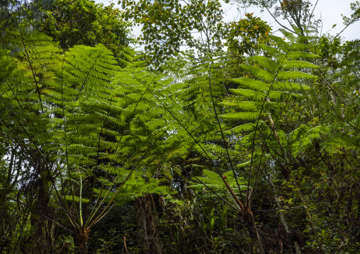 Fern trees in the forest, Pahang, Cameron Highlands, Malaysia