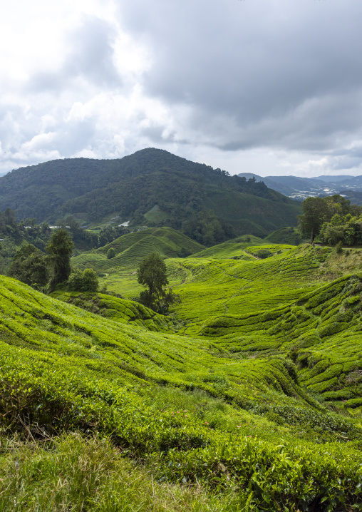 Tea plantations landscape, Pahang, Cameron Highlands, Malaysia