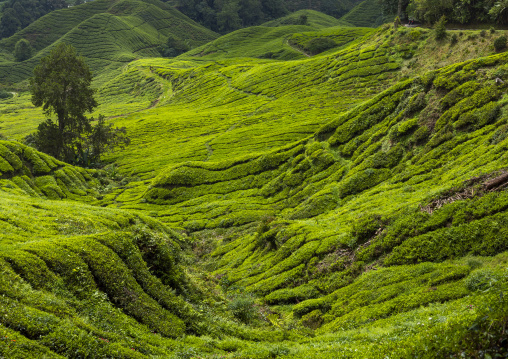 Tea plantations landscape, Pahang, Cameron Highlands, Malaysia